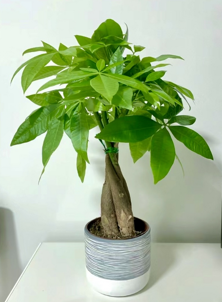 科普展现:什么植物催旺事业（什么绿植催财）