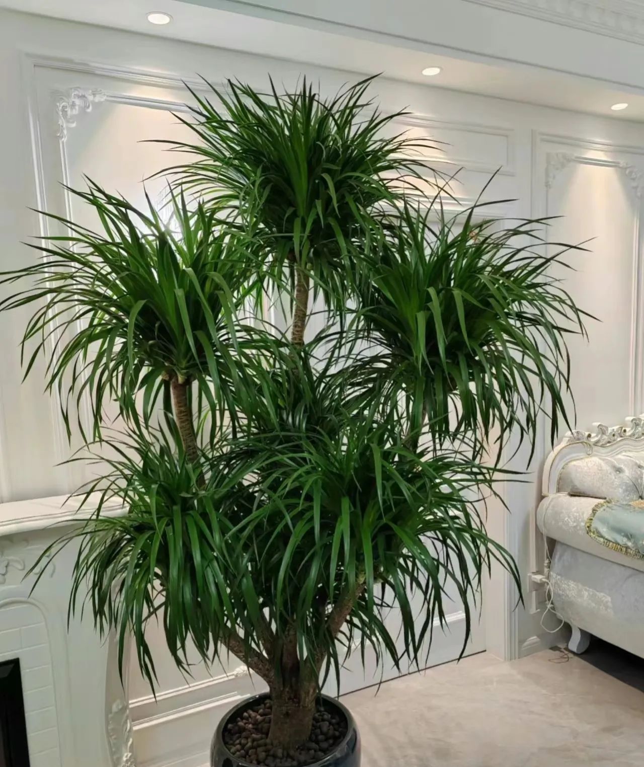 家居植物摆放风水